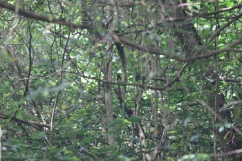 サンコウチョウ 八王子 2024年6月1日(土)