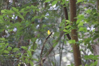 Narcissus Flycatcher 八王子 Sat, 6/1/2024