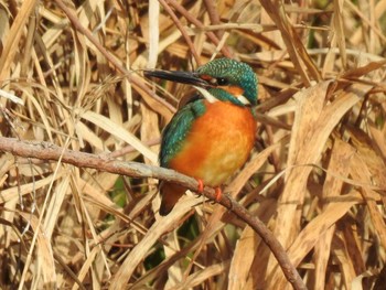 Common Kingfisher 高野川（京都） Sun, 1/13/2019