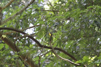 Narcissus Flycatcher 八王子 Sat, 6/1/2024