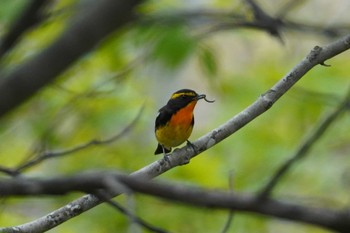 Narcissus Flycatcher Asahiyama Memorial Park Sun, 5/5/2024