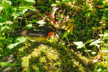 Narcissus Flycatcher 大洞の水場 Tue, 5/14/2024