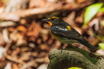 Narcissus Flycatcher 大洞の水場 Tue, 5/14/2024