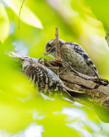 Japanese Pygmy Woodpecker Akigase Park Sat, 6/1/2024