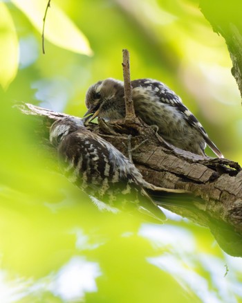 Japanese Pygmy Woodpecker Akigase Park Sat, 6/1/2024