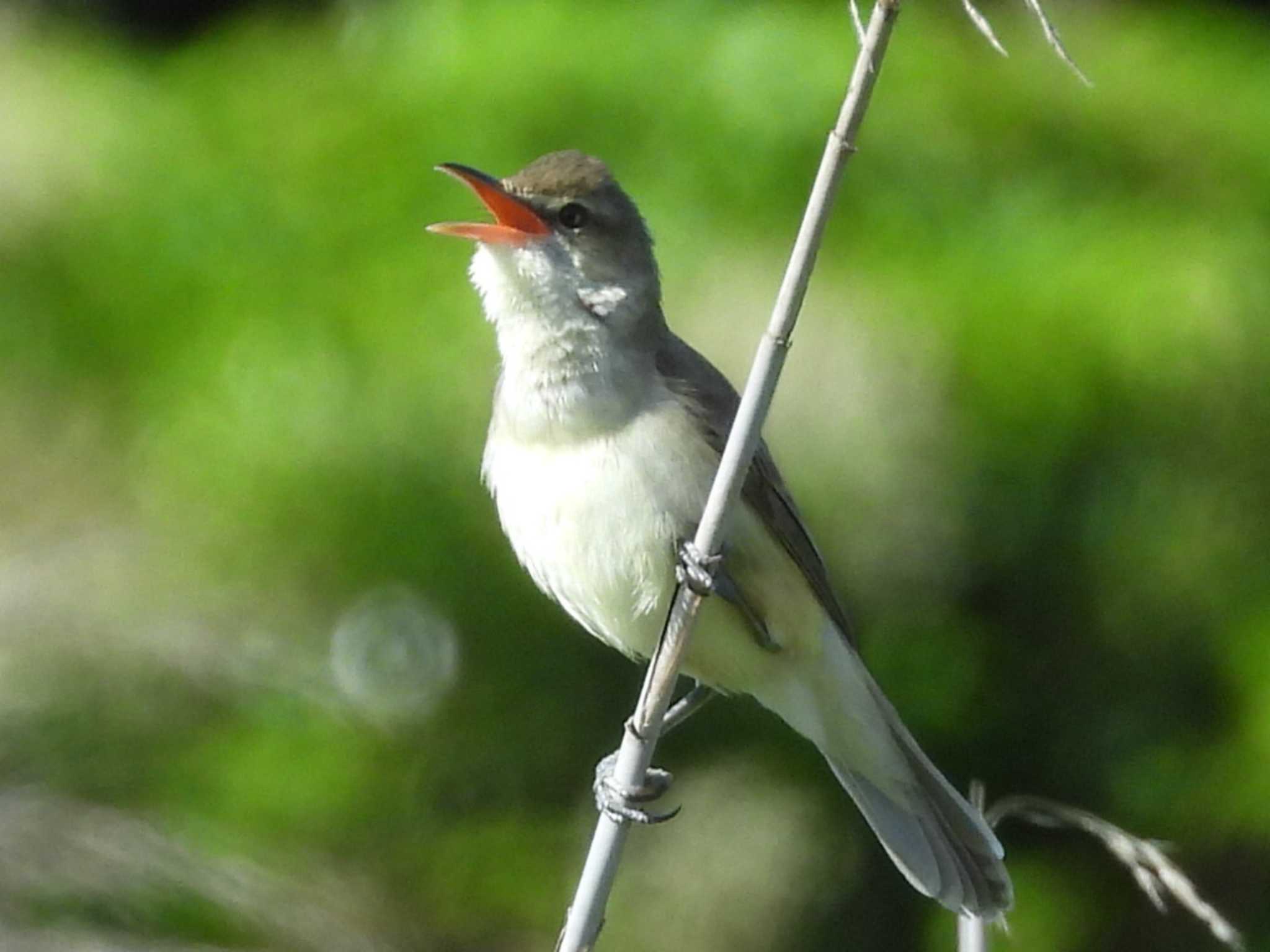 Photo of Oriental Reed Warbler at 室津 by UTAKAZU自然観察日記