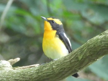 Narcissus Flycatcher 舟郡ダム Tue, 5/28/2024