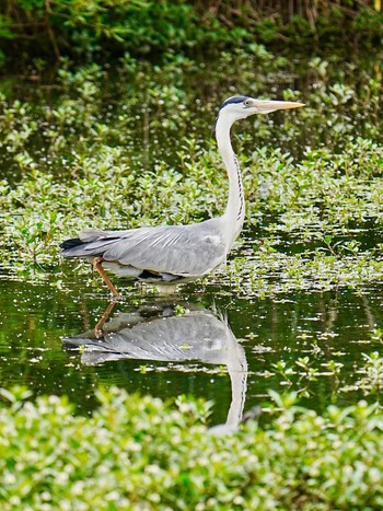 Grey Heron あーあー、日本のどこかにー... Thu, 5/23/2024