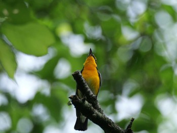 Narcissus Flycatcher 秩父 Tue, 5/21/2024