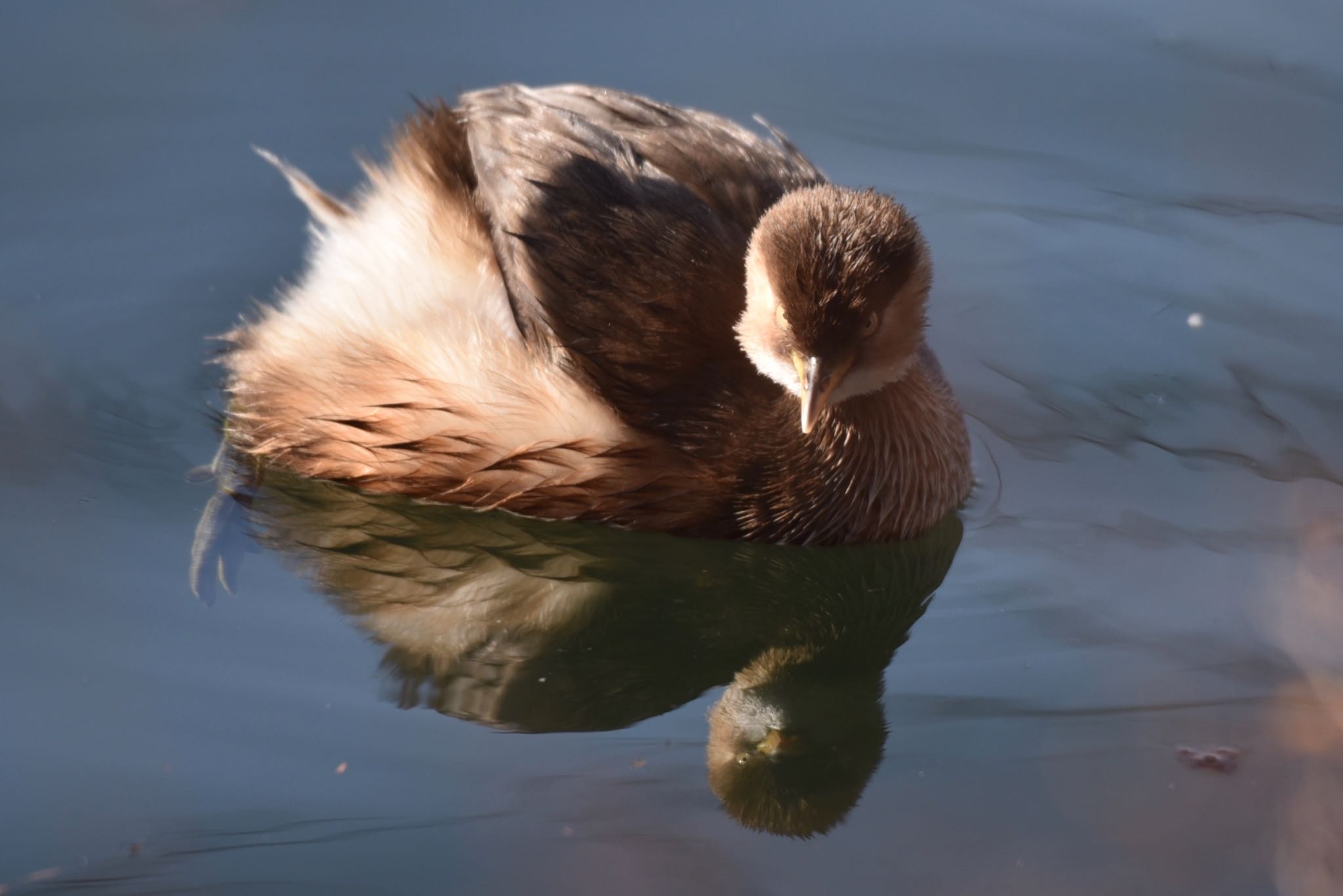 Little Grebe