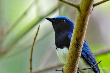 2024年6月1日(土) 日向渓谷の野鳥観察記録