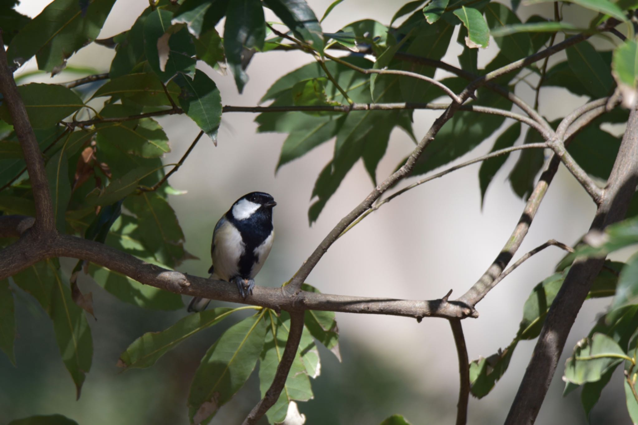 Japanese Tit