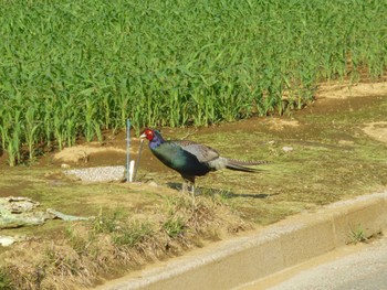 2024年6月1日(土) 矢切農耕地の野鳥観察記録