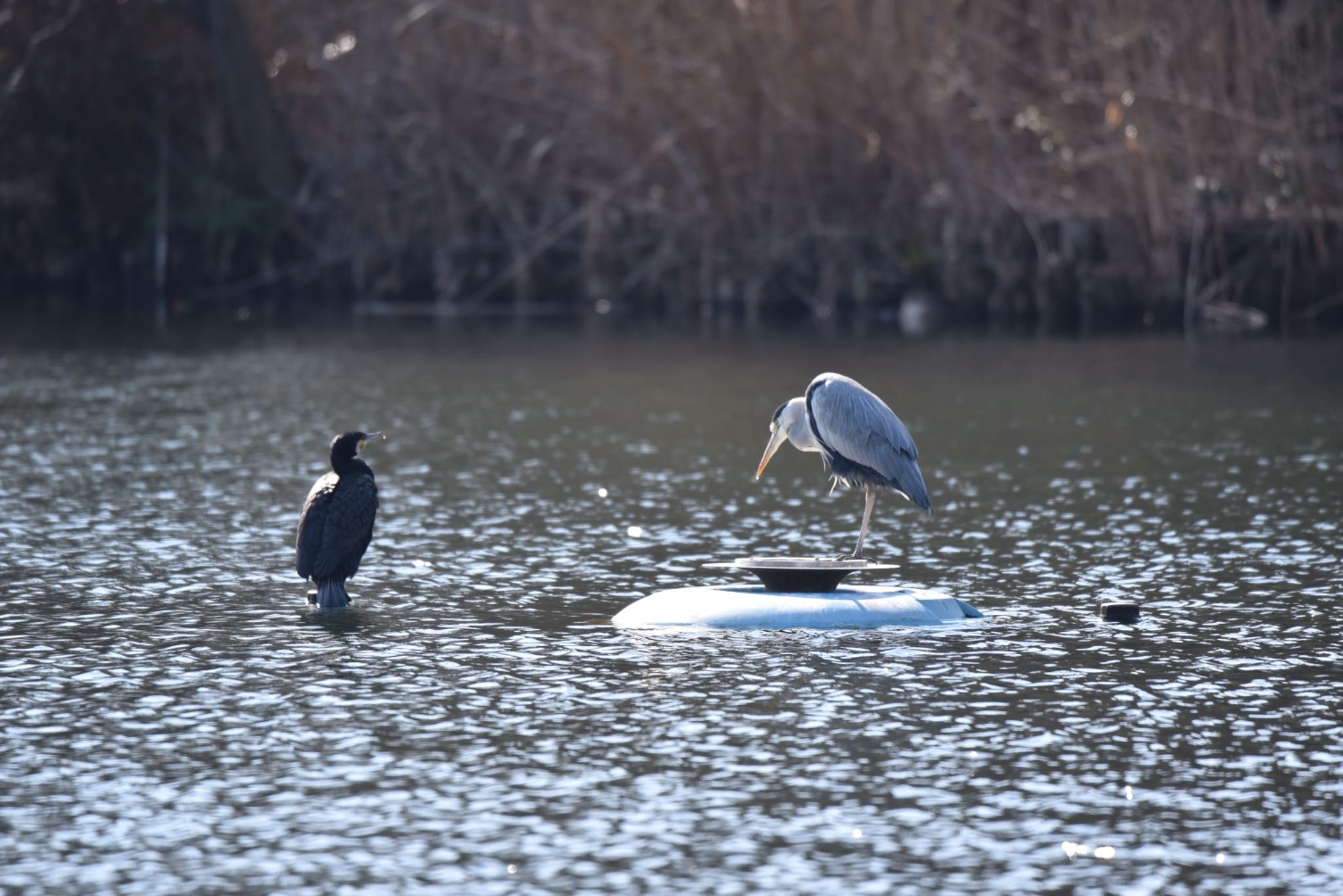 Grey Heron