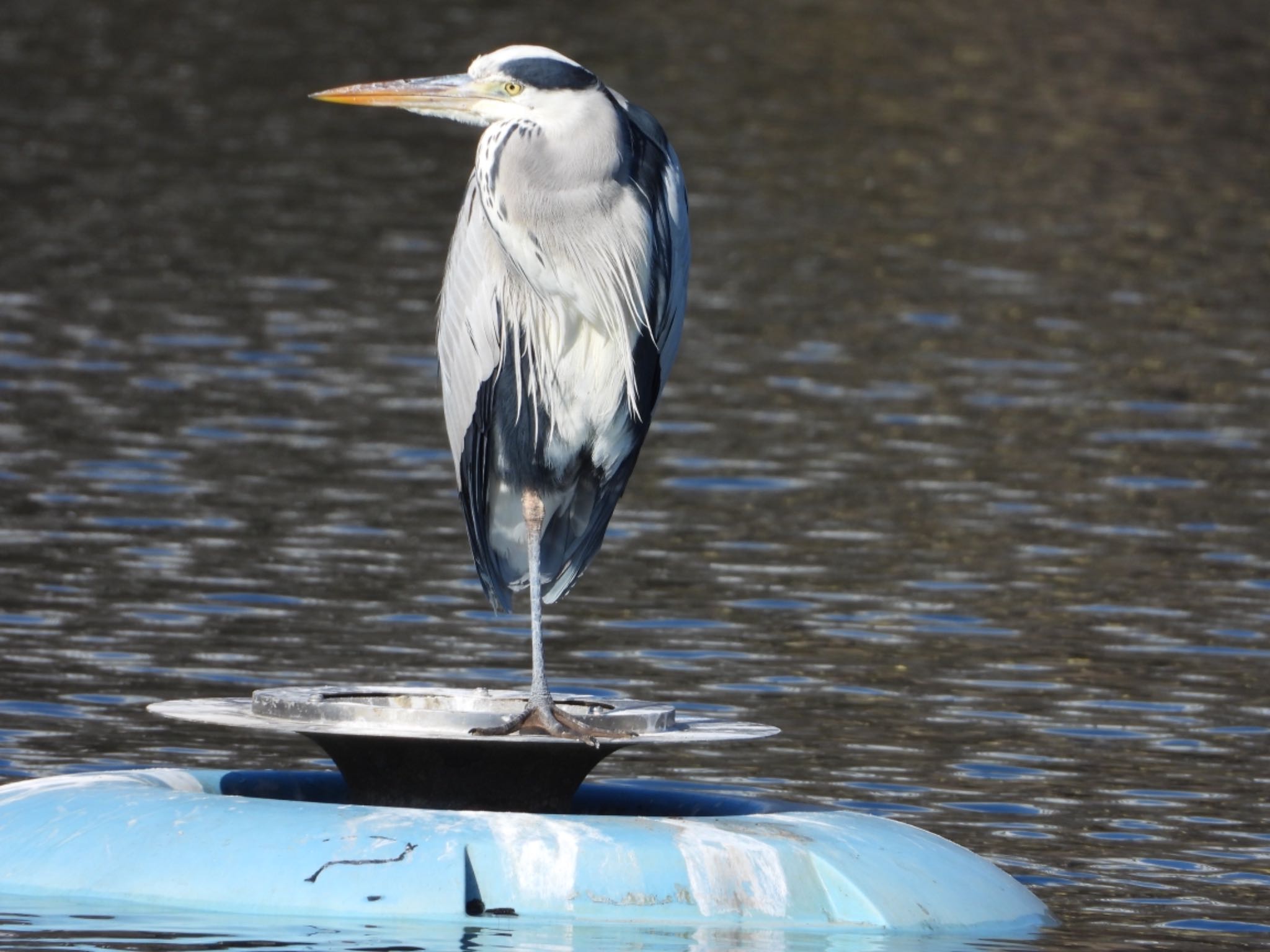 Grey Heron