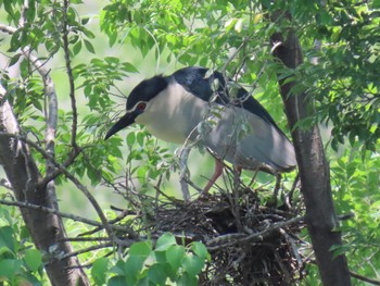 Sat, 6/1/2024 Birding report at 打上川治水緑地