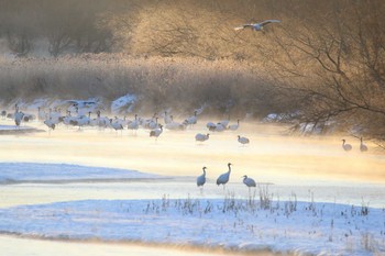 タンチョウ 音羽橋 2019年1月13日(日)