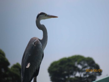 Grey Heron 境川（神奈川県） Sat, 6/1/2024