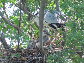 Grey Heron 打上川治水緑地 Sat, 6/1/2024