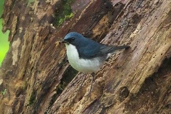 2024年6月1日(土) 西臼塚の野鳥観察記録