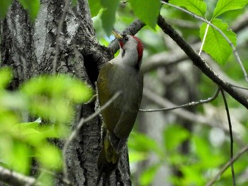 Japanese Green Woodpecker Komiya Park Sat, 6/1/2024