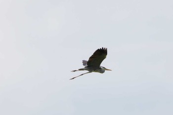 Grey Heron 越谷サギコロニー Sat, 6/1/2024