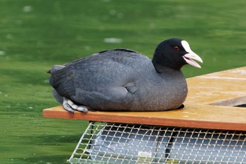 オオバン まつぶし緑の丘公園 2024年6月1日(土)