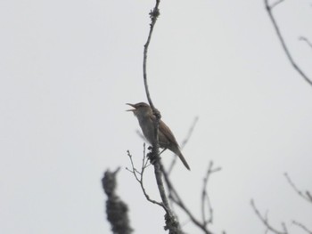 Oriental Reed Warbler 三重県名張市 Sat, 6/1/2024