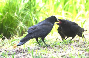 Wed, 5/29/2024 Birding report at 洗足池公園