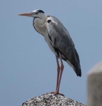 Grey Heron 佐島マリーナ Sat, 6/1/2024