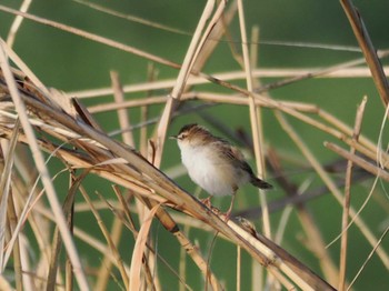 Sun, 4/28/2024 Birding report at 大久保農耕地