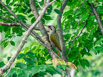 Japanese Green Woodpecker 立田山 Sat, 6/1/2024