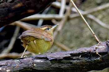 2024年6月1日(土) 日向渓谷の野鳥観察記録