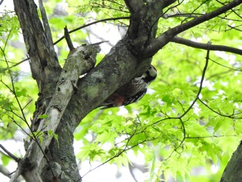 Fri, 5/31/2024 Birding report at 上士幌町 ぬかびら源泉郷