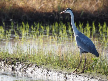 Grey Heron Unknown Spots Tue, 5/14/2024