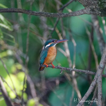 2024年6月1日(土) ふれあい松戸川の野鳥観察記録