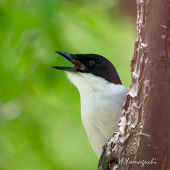 Sat, 6/1/2024 Birding report at 足立区立大谷田公園