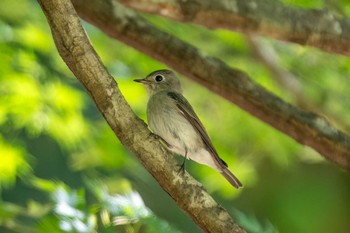 Asian Brown Flycatcher 愛知県民の森(愛知県 新城市) Sat, 6/1/2024