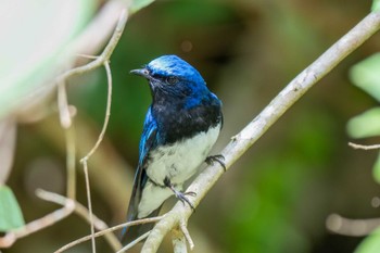 Blue-and-white Flycatcher 愛知県民の森(愛知県 新城市) Sat, 6/1/2024