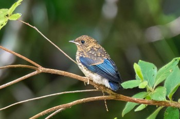 Blue-and-white Flycatcher 愛知県民の森(愛知県 新城市) Sat, 6/1/2024