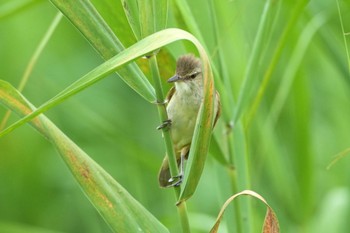 Oriental Reed Warbler 荒川河川敷 Sat, 6/1/2024