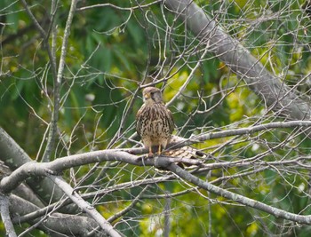 Sat, 6/1/2024 Birding report at 多摩地方