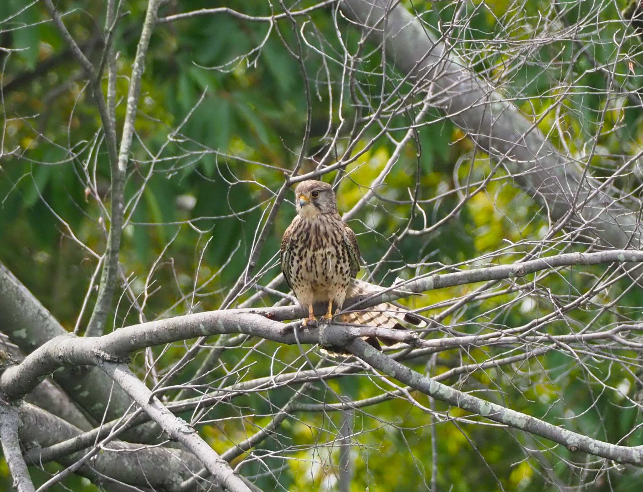 Common Kestrel