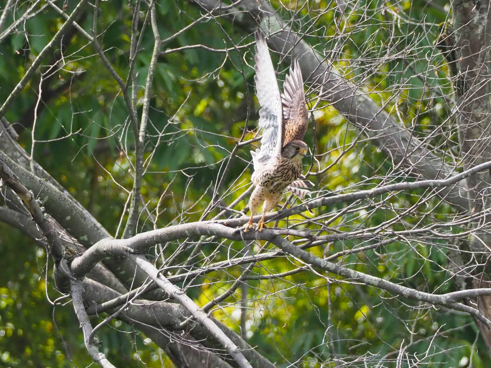 Common Kestrel