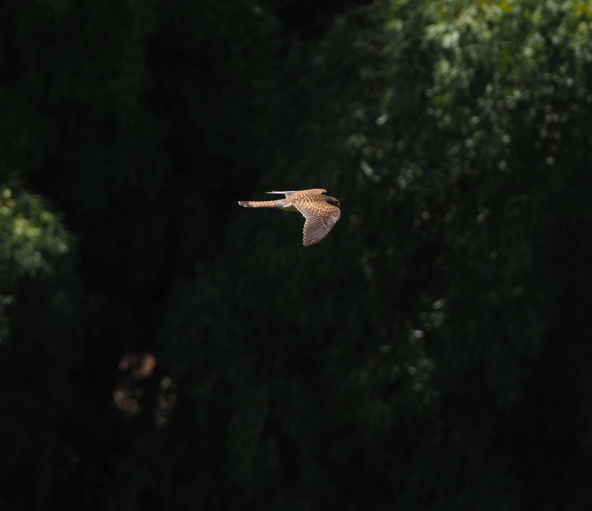 Common Kestrel