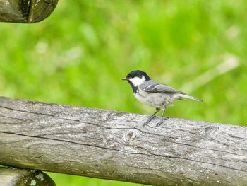 2024年5月6日(月) 埼玉県民の森の野鳥観察記録