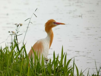 アマサギ 浮島ヶ原自然公園 2024年6月1日(土)