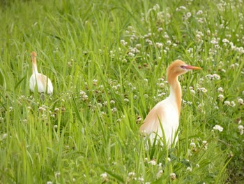 アマサギ 浮島ヶ原自然公園 2024年6月1日(土)