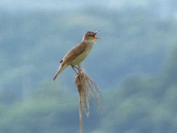 Oriental Reed Warbler 浮島ヶ原自然公園 Sat, 6/1/2024