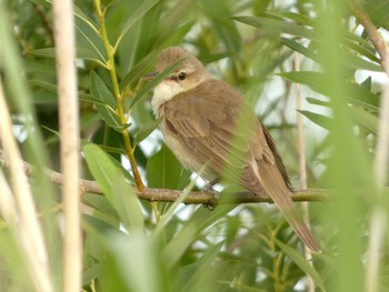 Oriental Reed Warbler 浮島ヶ原自然公園 Sat, 6/1/2024